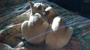 Deb's cats: Meep and Lotus