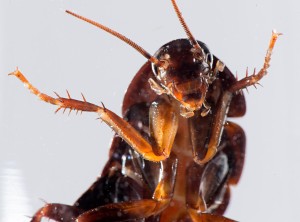 This is what a cockroach looks like.