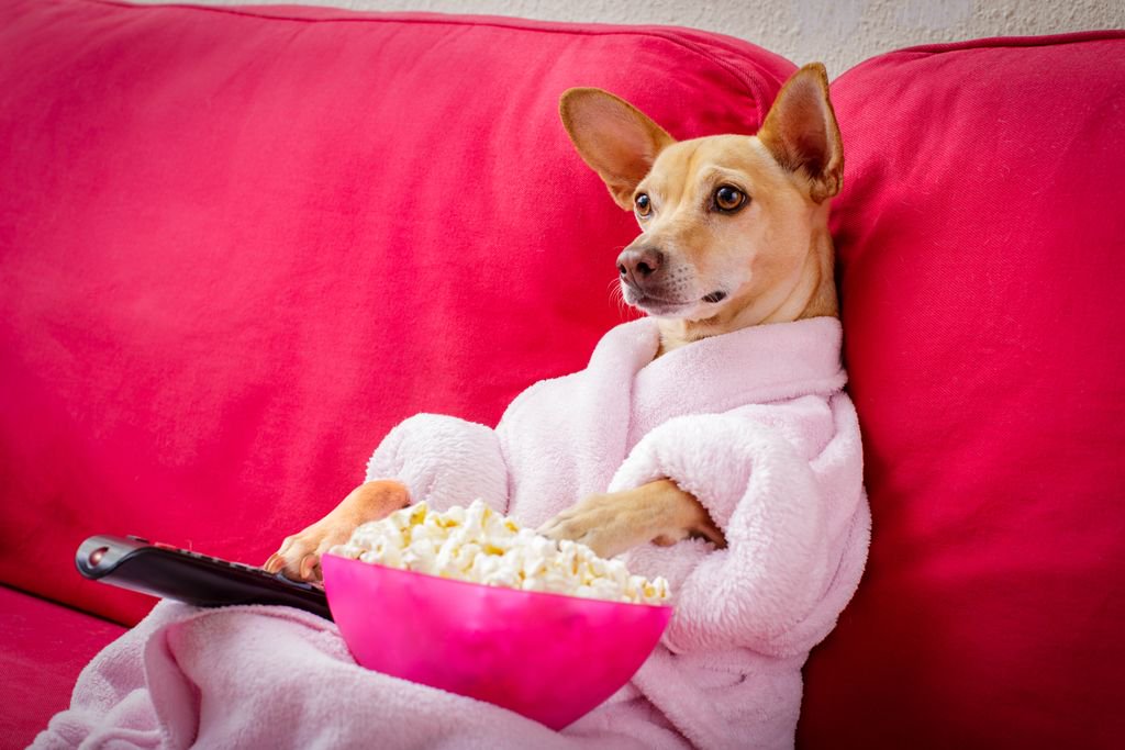 dog-friendly-cinema